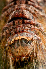 Close-up of a hairy Lebeda nobilis caterpillar with distinctive red and black markings on its grey-brown body. Captured in Wulai, Taiwan.