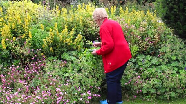 Pensioner gardening, in her beautiful mature garden. 94 years of age enjoying her hobby and keeping fit outdoors, pulling out the weeds.
