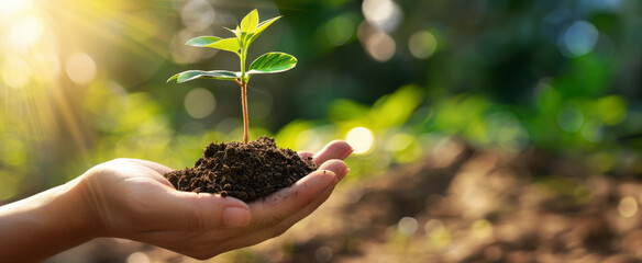 Fototapeta premium The hands of a woman farmer or environmentalist holding a seedling on a blurred nature background. Sustainability and eco friendly concept with copy space