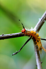 Detailed view of a Neocifuna olivacea caterpillar with orange and black bristles. Capture the unique insect patterns in Wulai, New Taipei City.