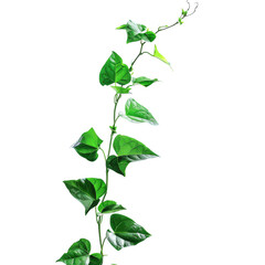 Close-up of a green vine with fresh, glossy leaves against a white background. Perfect for botanical or nature-themed projects.