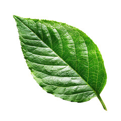 Obraz premium Close-up of a vibrant green leaf on a white background, showcasing its texture, veins, and natural detail. Perfect for nature and botanical themes.