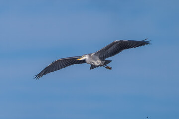 Grey heron in flight