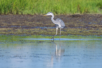 Grey heron fishing