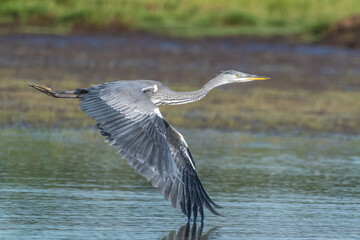Grey heron in flight