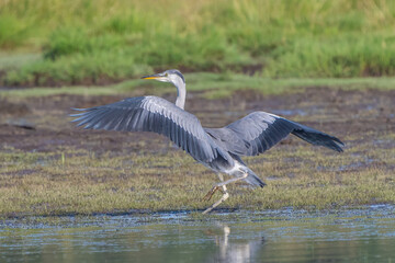 Grey heron landing