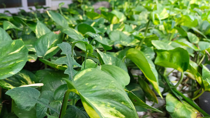 Ivory betel plant growing in the garden