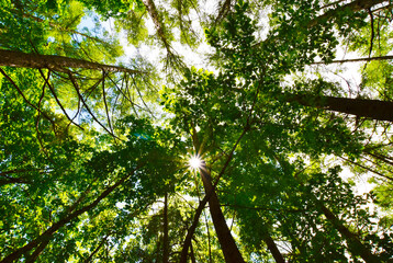 Fototapeta premium 木漏れ日のある森林の中