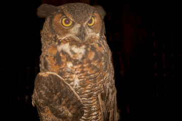 Greater horned owl portrait.1