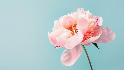 Obraz premium Elegant Soft Pink Peony Blossom Close-Up for Wedding Decor on Subtle Background