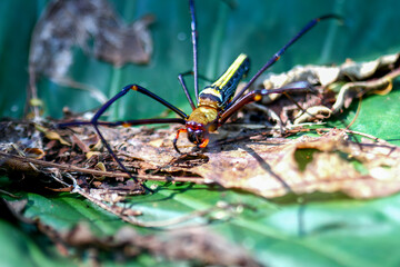 Detailed capture of a Giant Wood Spider consuming its prey on a delicate web. Vibrant colors and natural predation scene, Wulai, Taiwan.