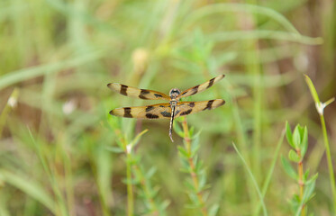 Wings of Halloween pennant dragonfly