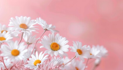 Obraz premium Fluffy dandelions paint a vibrant tapestry across the sun-kissed meadow, swaying gently in the summer breeze