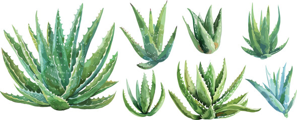 aloe vera watercolor clipart