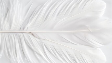 Obraz premium Closeup of delicate white feathers on a serene background, representing peace and spirituality