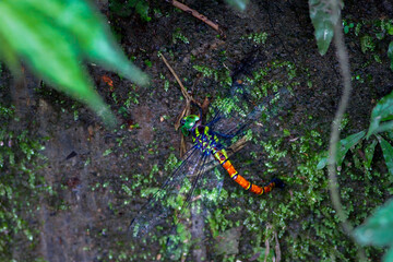 Giant dragonfly (Anotogaster sieboldii) lays eggs on green moist moss on lush green leaves. Capture vibrant ecosystem details. Wulai, Taiwan.
