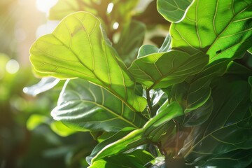 A close-up of a fiddle leaf fig tree with large, glossy green leaves catching the sunlight