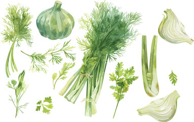 fennel watercolor clipart