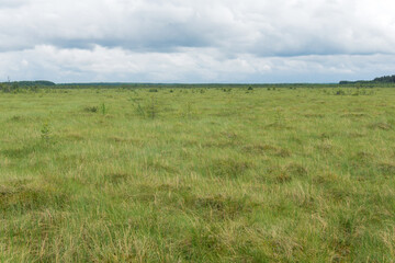 Obraz premium wild large grassy fen landscape in cloudy day