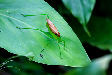 Detailed macro photo of a Tettigoniidae (or katydid), showing its vibrant green color and intricate body pattern. Wulai, Taiwan.