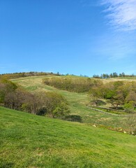 layers of green field in a summery day