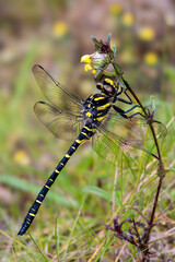 Golden Ringed Dragonfly