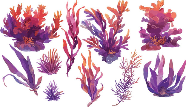 dulse watercolor clipart