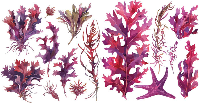 dulse watercolor clipart