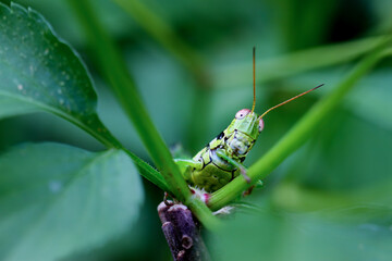 Detailed capture of a grasshopper on a tree branch against a lush green background. Bright colors and natural environment. Wulai, New Taipei City, Taiwan.