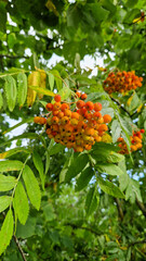 mountain ash on a tree close-up