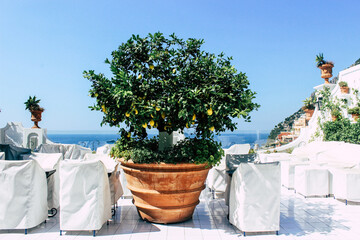 Positano, Italy. Lemon tree on the Amalfi Coast.