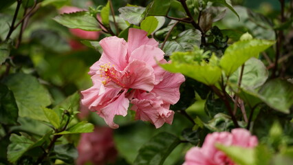 Hibiscus flowers bloom in the garden