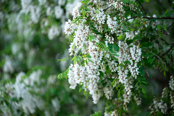 White acacia in full blossom. Beautiful honey plant with tender odorous flowers, gathered in bunches on the acacia tree in spring