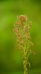 Close-up of wild Conyza bonariensis plant