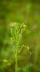 Close-up of wild Conyza bonariensis plant