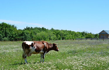 Obraz premium a cow in a field with a wooden cabin log and blue sky background