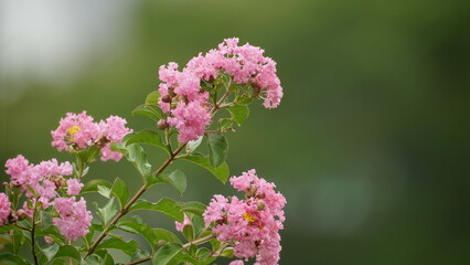 Close-up of blooming Rosa multiflora flower