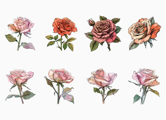 rose vector illustration isolated on white background. 
