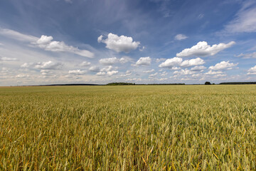 a field with wheat that turns from green to yellow during ripening
