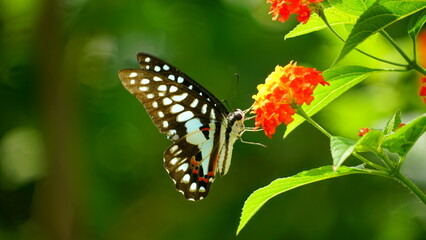 Close-up of Graphium doson butterfly