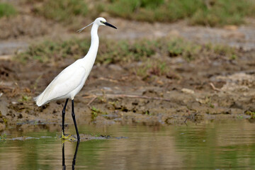 Little egret // Seidenreiher (Egretta garzetta)