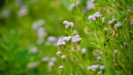 Close-up of Ageratum conyzoides flower