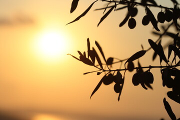 olive branch at sunset in summer