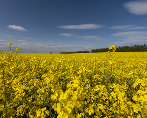 Obraz premium beautiful yellow rapeseed flowers in sunny weather