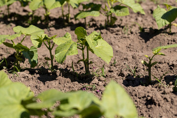 a field with peppers in the summer season