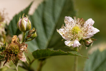 a wet blackberry bush during flowering
