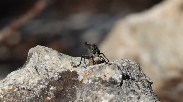 Mosca asesina, asilidae, desayunando una polilla, Alcoy, Espa&ntilde;a