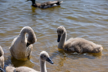 young swans in gray down swim on the lake