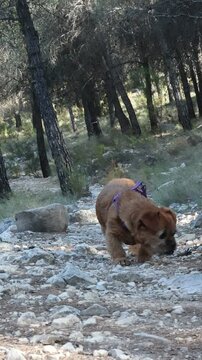 La perrita Nami de edad geriatrica caminando por senda en el parque natural Sierra de Mariola, Alcoy, Espa&ntilde;a