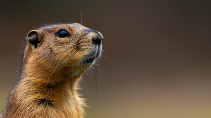 A gopher standing guard at a hole, post with the concept of caring for the environment and protecting the animal world